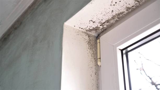 Best Mold Removal for HVAC Installations  in Arcadia, FL